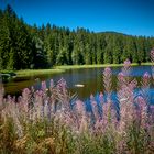 Muchenländer Weiher bei Aha am Schluchsee