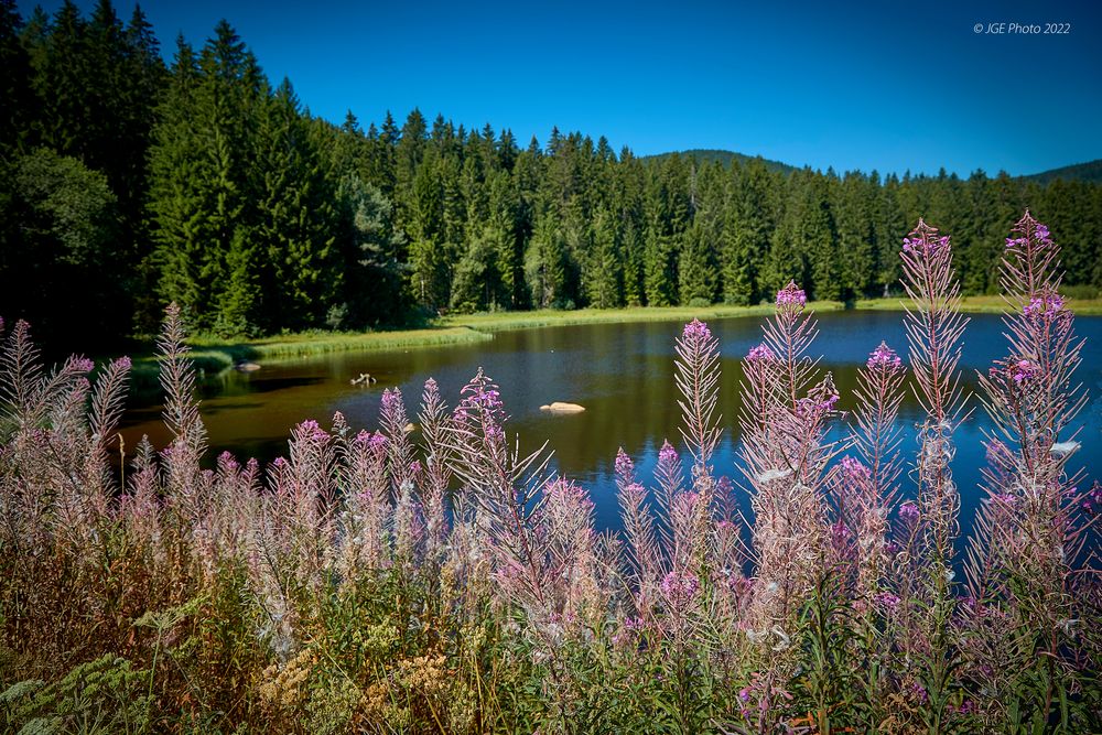 Muchenländer Weiher bei Aha am Schluchsee