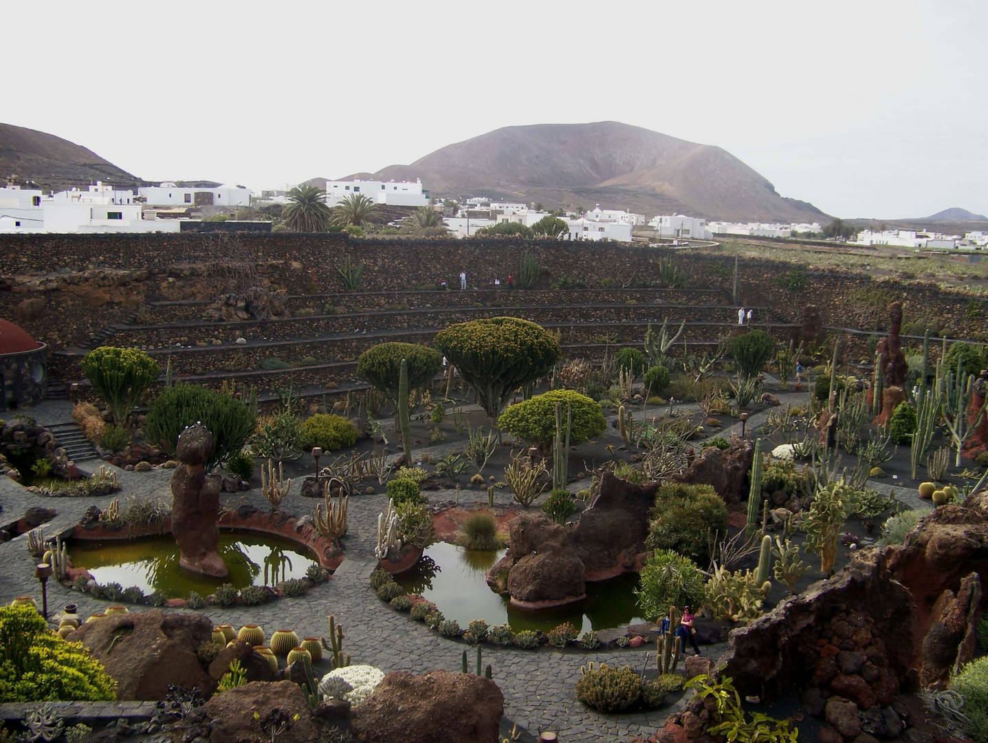 Muchos cactus para Violeta Millan