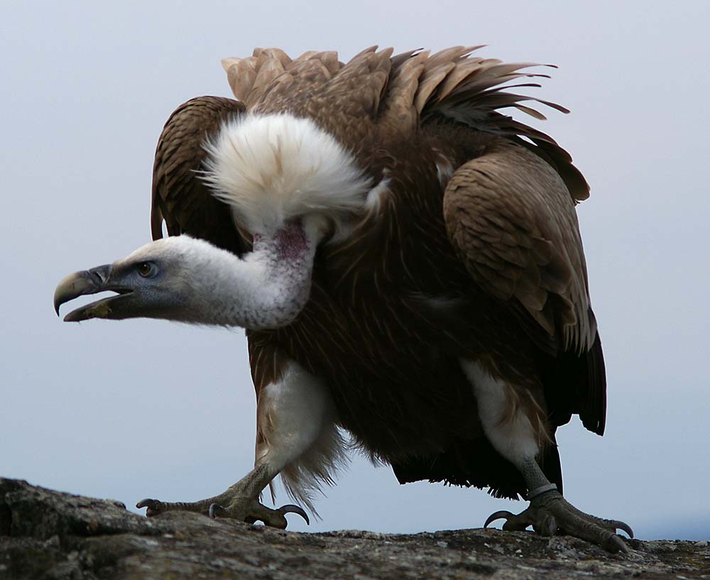 Mucki, der Gänsegeier