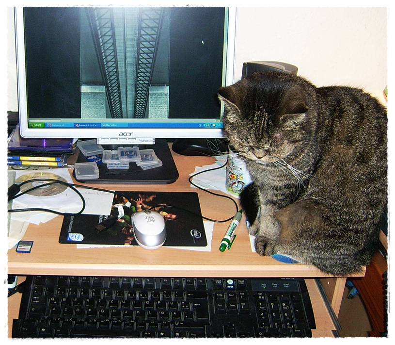 Mucki hilft bei der PC Arbeit