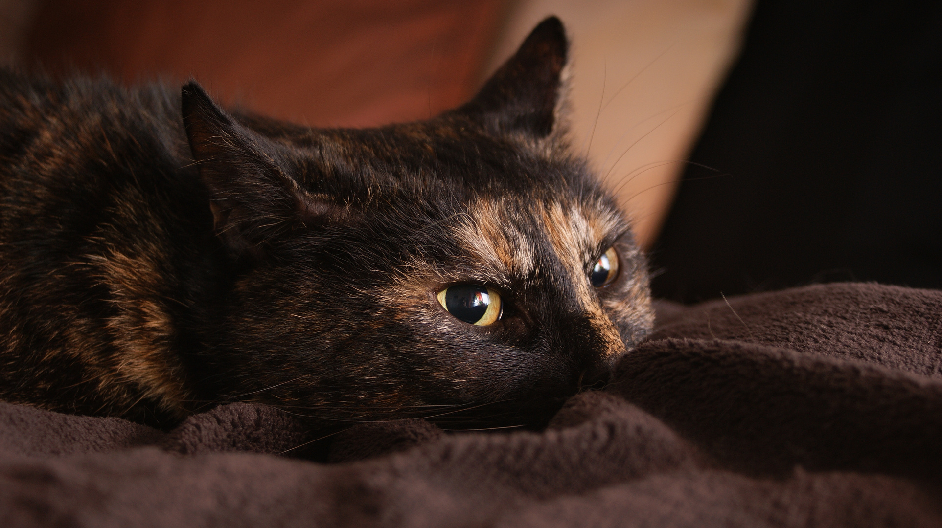 Mucki in der Kuscheldecke