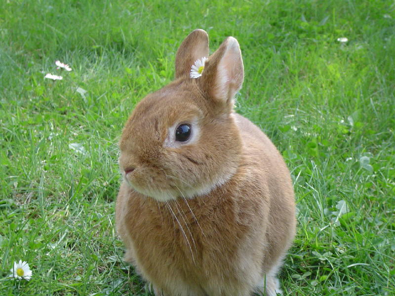 Mucki mit Gänseblümchen