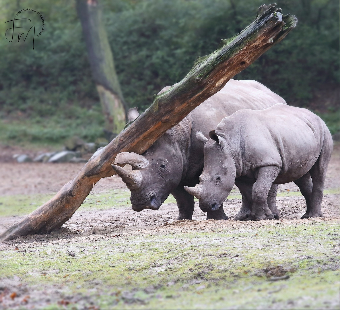 Muckibude für Rhinos