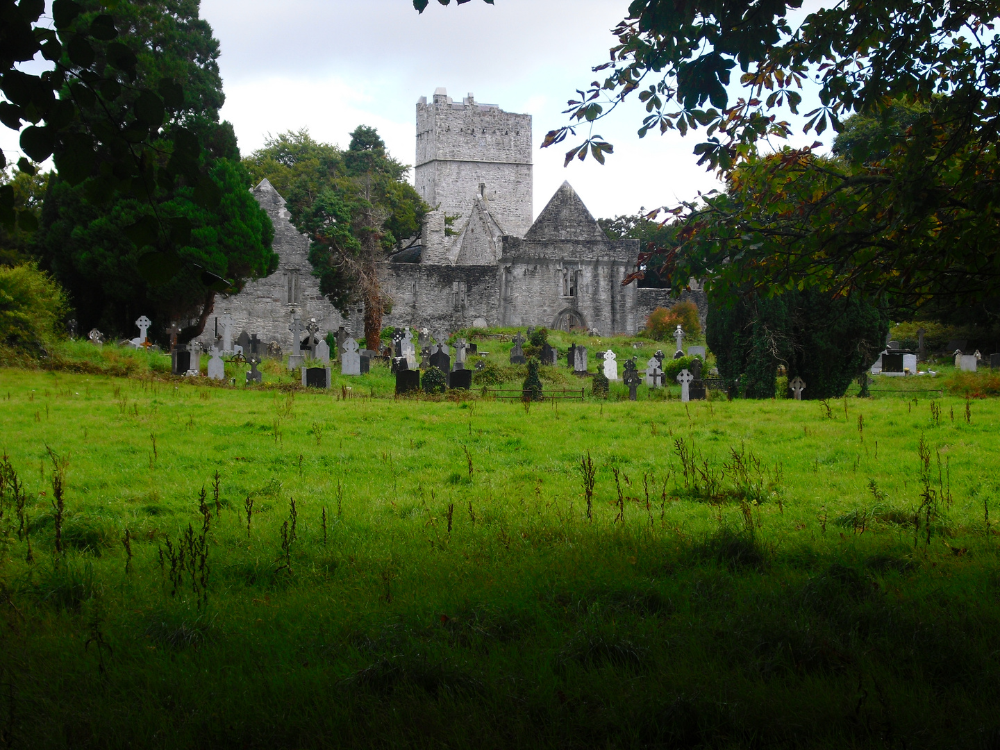 Muckross Abbey