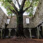 Muckross Abbey mit Eibe