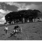 Muckross farm (black+white version)