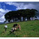 Muckross Farm (colour version)