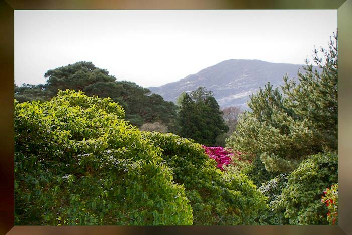 Muckross-Garden