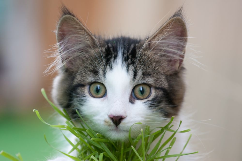 "MUCKY" vor seinem geliebten Katzengras