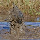 mud bather