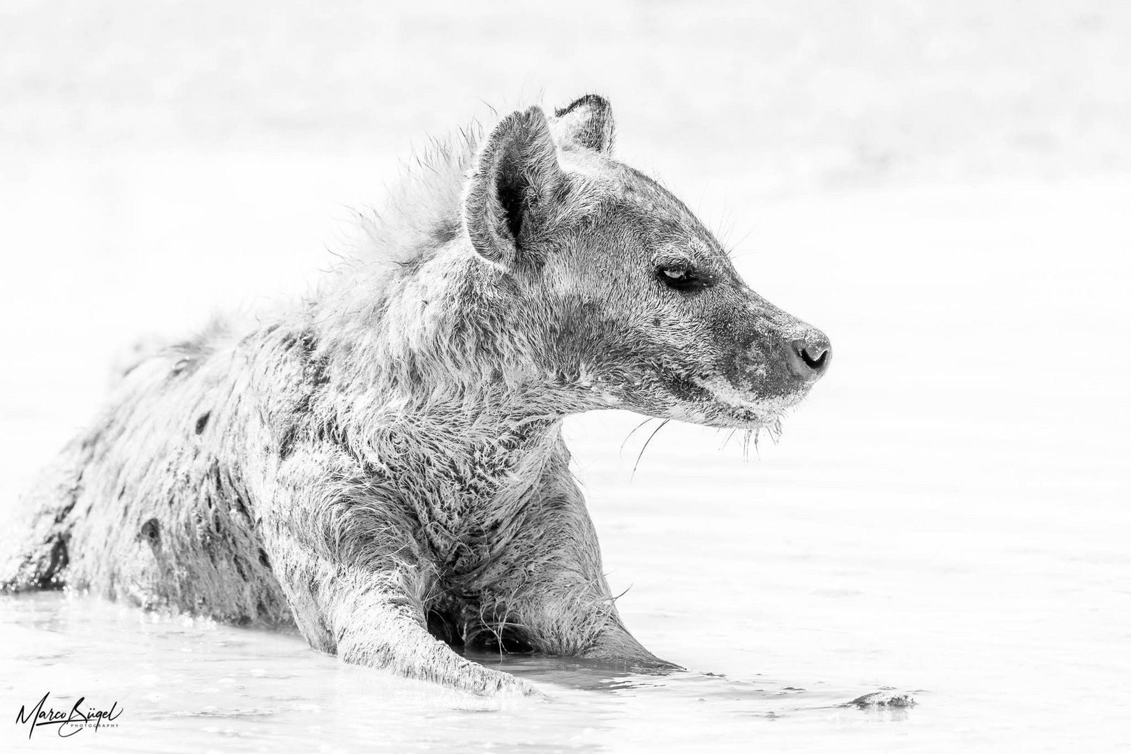 Mud bathing spotted Hyena in B&W
