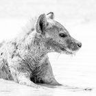 Mud bathing spotted Hyena in B&W