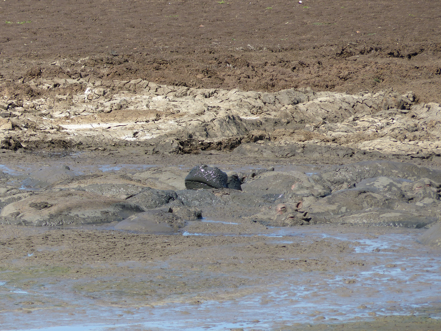 "Mud" - Kruger National Park / South Africa