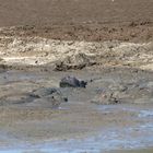 "Mud" - Kruger National Park / South Africa