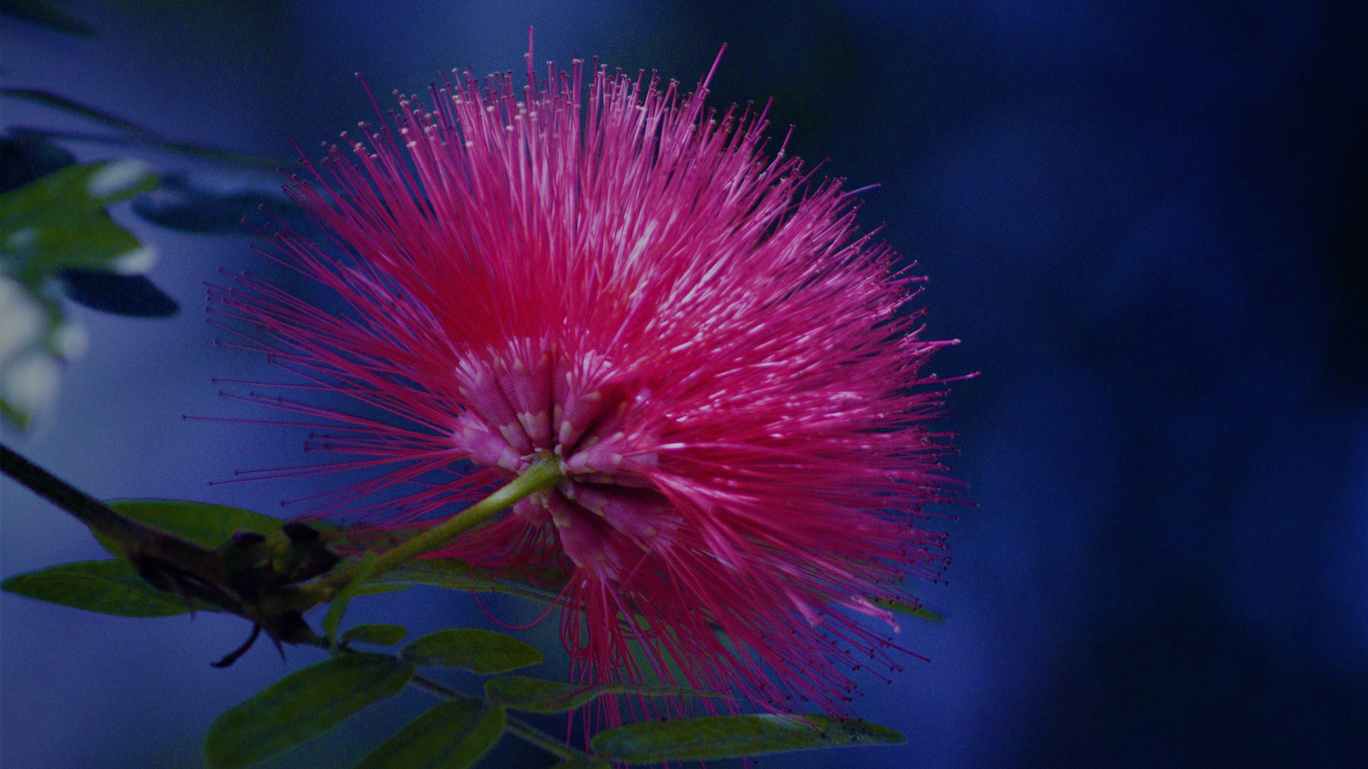 mudas de calliandra (hoffe das ist korrekt)