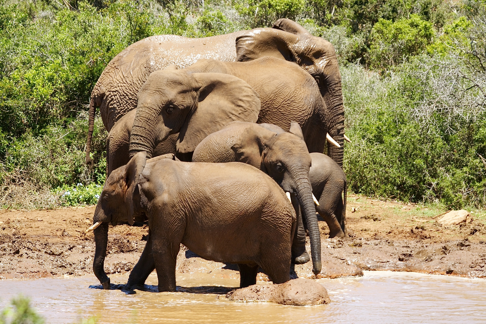 Mudbath