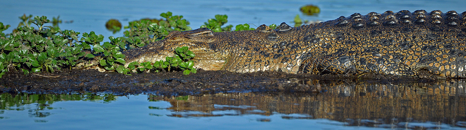 Mud.Croc