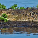 Mud.Croc