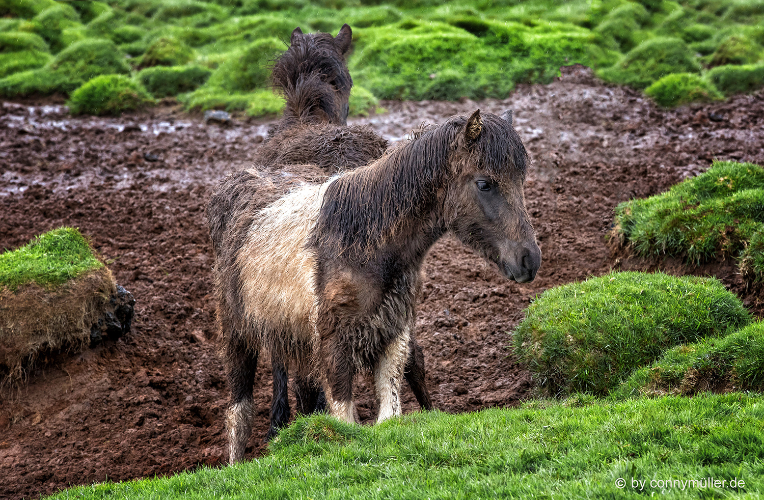 Muddy Horses Foto & Bild island, islandpferd, icelandic horse Bilder