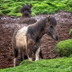 Muddy Horses
