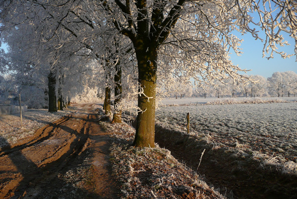 muddy path (2): winter