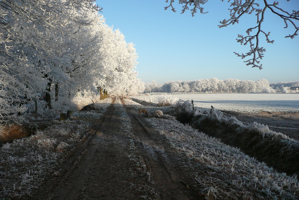 muddy path (3)