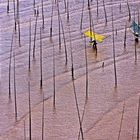 Mudflat Fishing