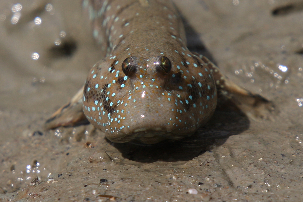 Mudskipper Foto & Bild | tiere, wildlife, fische Bilder auf fotocommunity