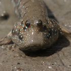 Mudskipper