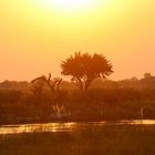 Mudumu Nationalpark, Namibia