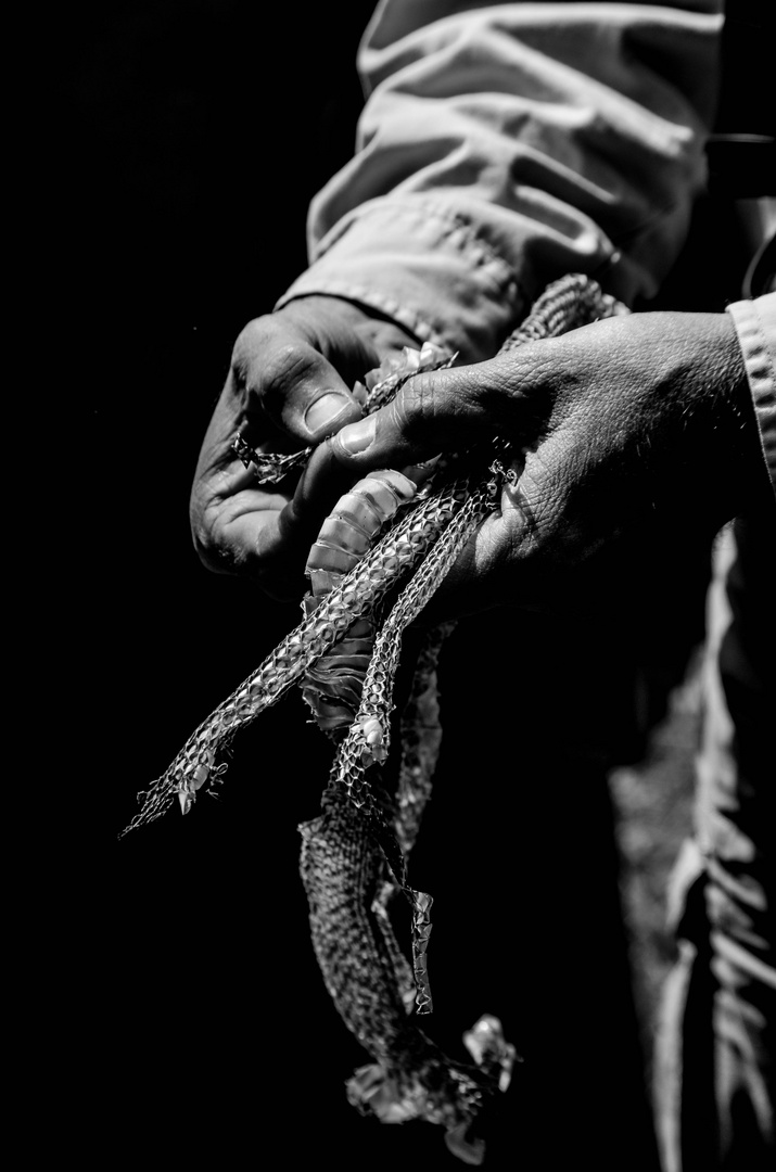 mue complète de couleuvre Alix Rhône 2016 photo et image animaux, reptiles, amphibiens