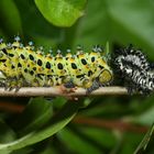 mue de chenille eupackardia calleta