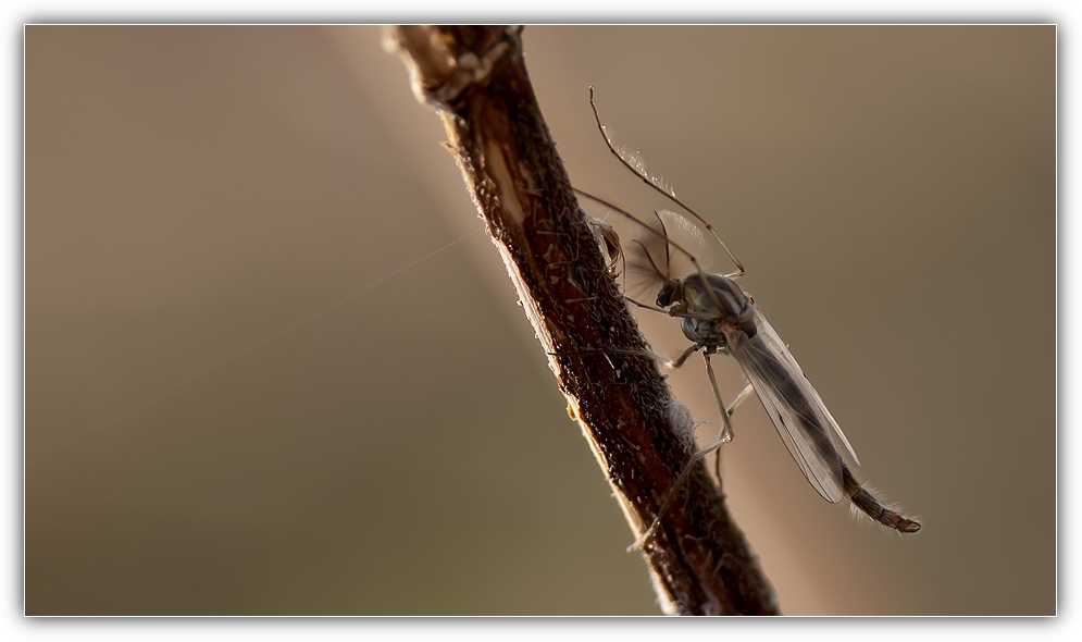 Mücke ) Foto & Bild tiere, wildlife, insekten Bilder auf