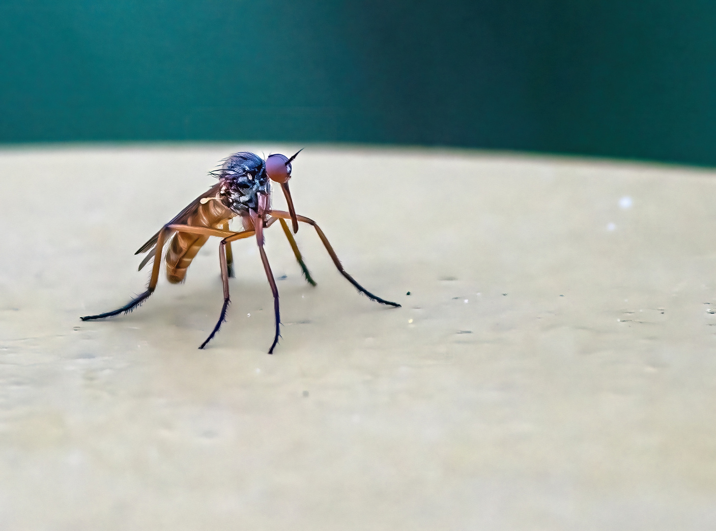 Mücke Foto & Bild tiere, wildlife, makro Bilder auf