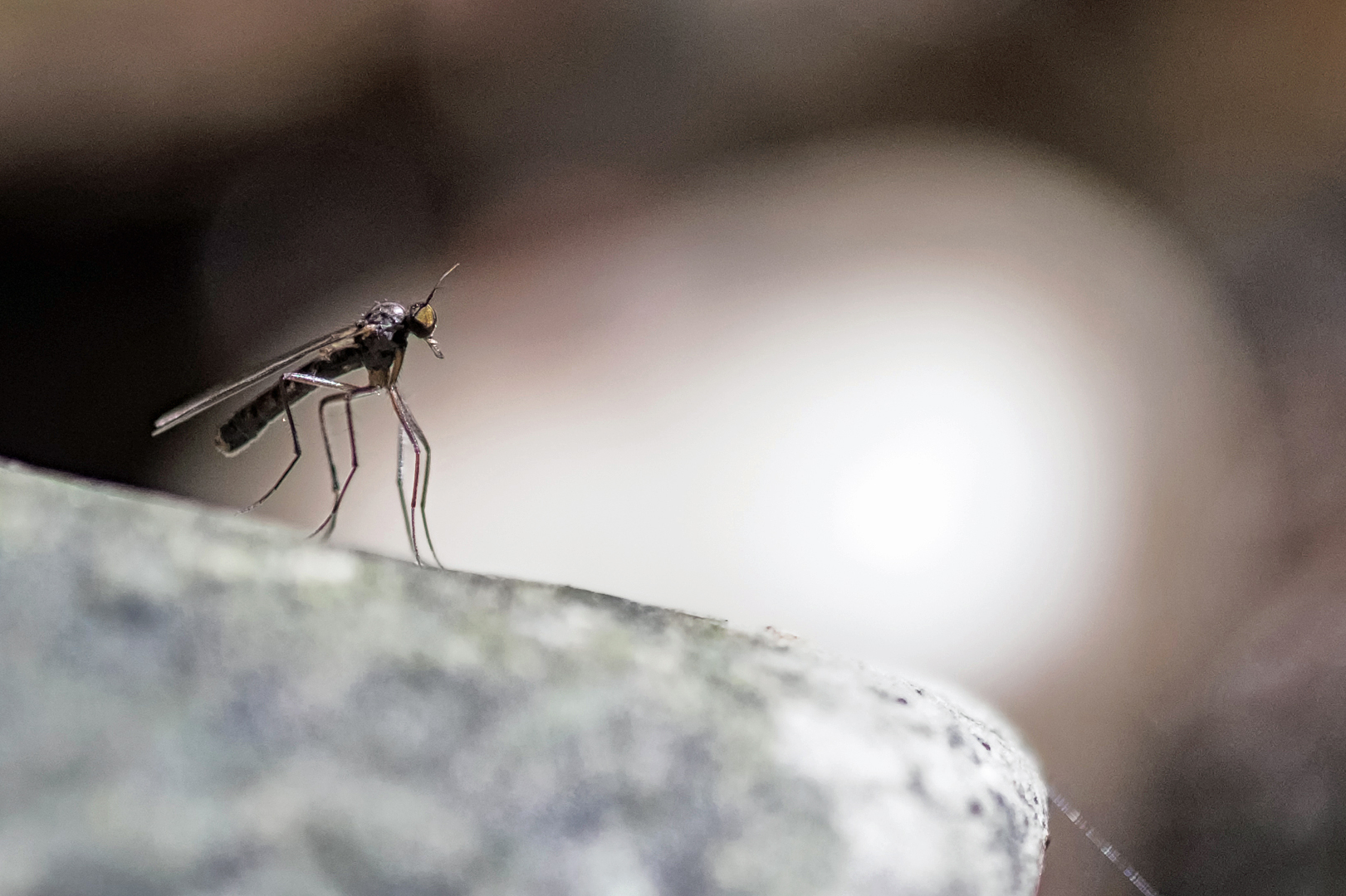 Mücke Foto & Bild tiere, wildlife, insekten Bilder auf