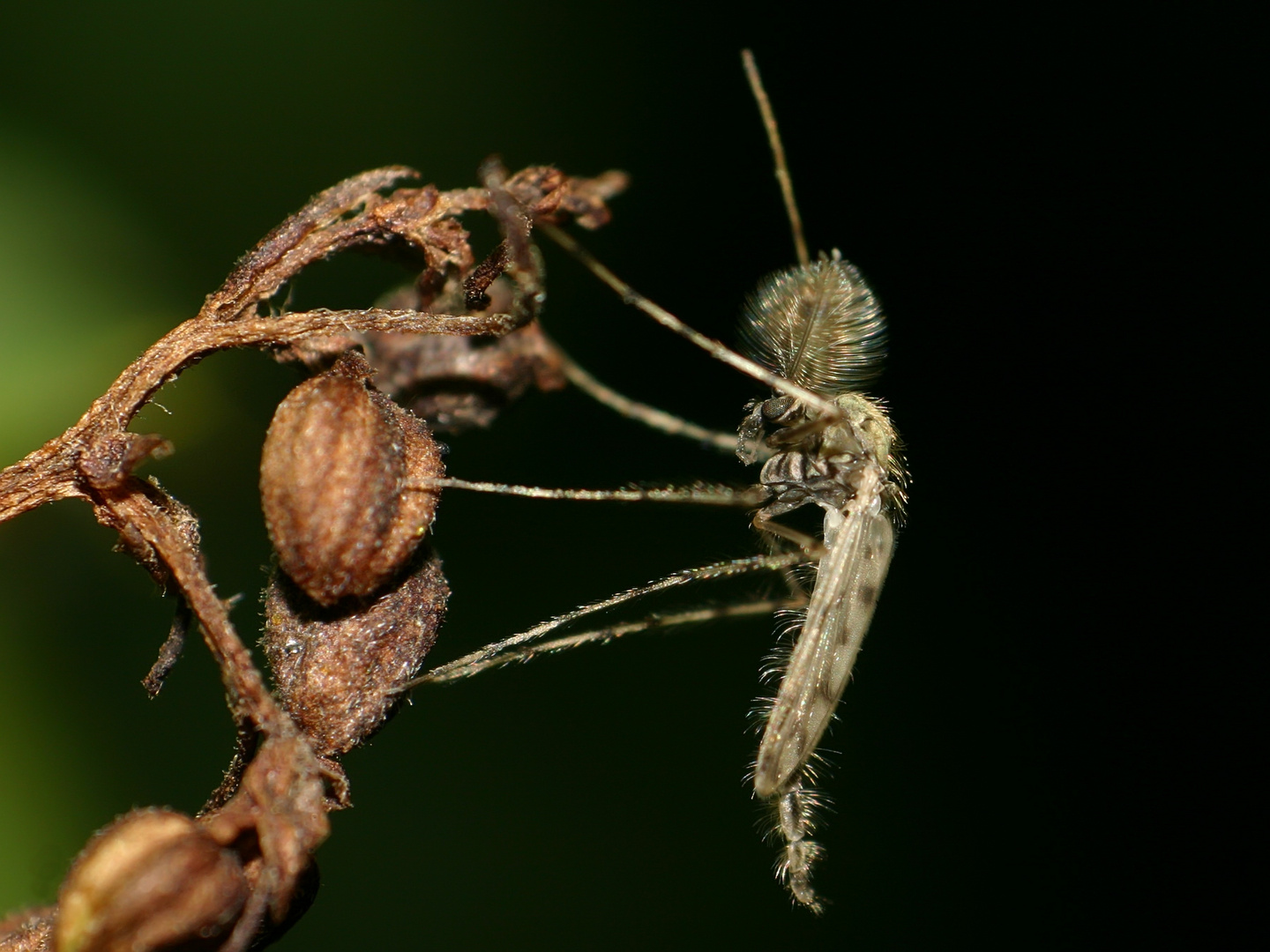 Mücke an vorjähriger Hopfenblüte -Nordeifel