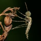 Mücke an vorjähriger Hopfenblüte -Nordeifel