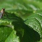 Mücke auf Blatt