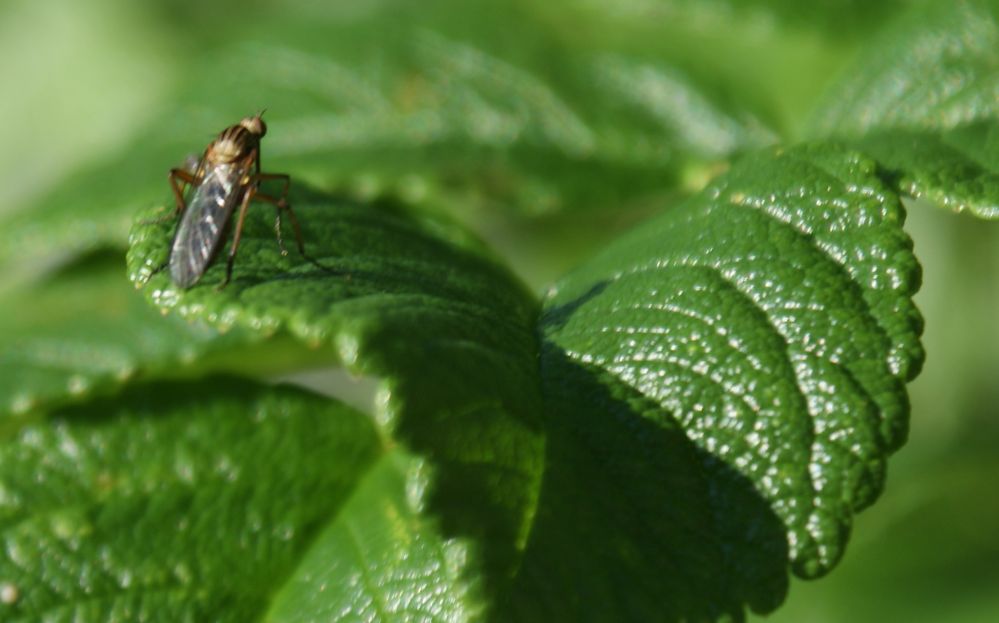 Mücke auf Blatt von larsherrmann 