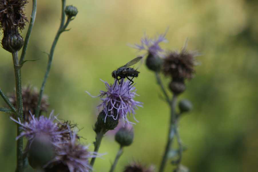 Mücke auf Blüte