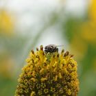 Mücke auf Blütenstempel