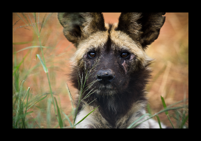 Mücke auf der Nase eines Lycaon pictus (bemalter Wolf)