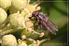 Mücke auf Efeublüte