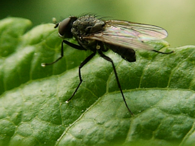 Mücke auf einem Blatt