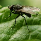 Mücke auf einem Blatt