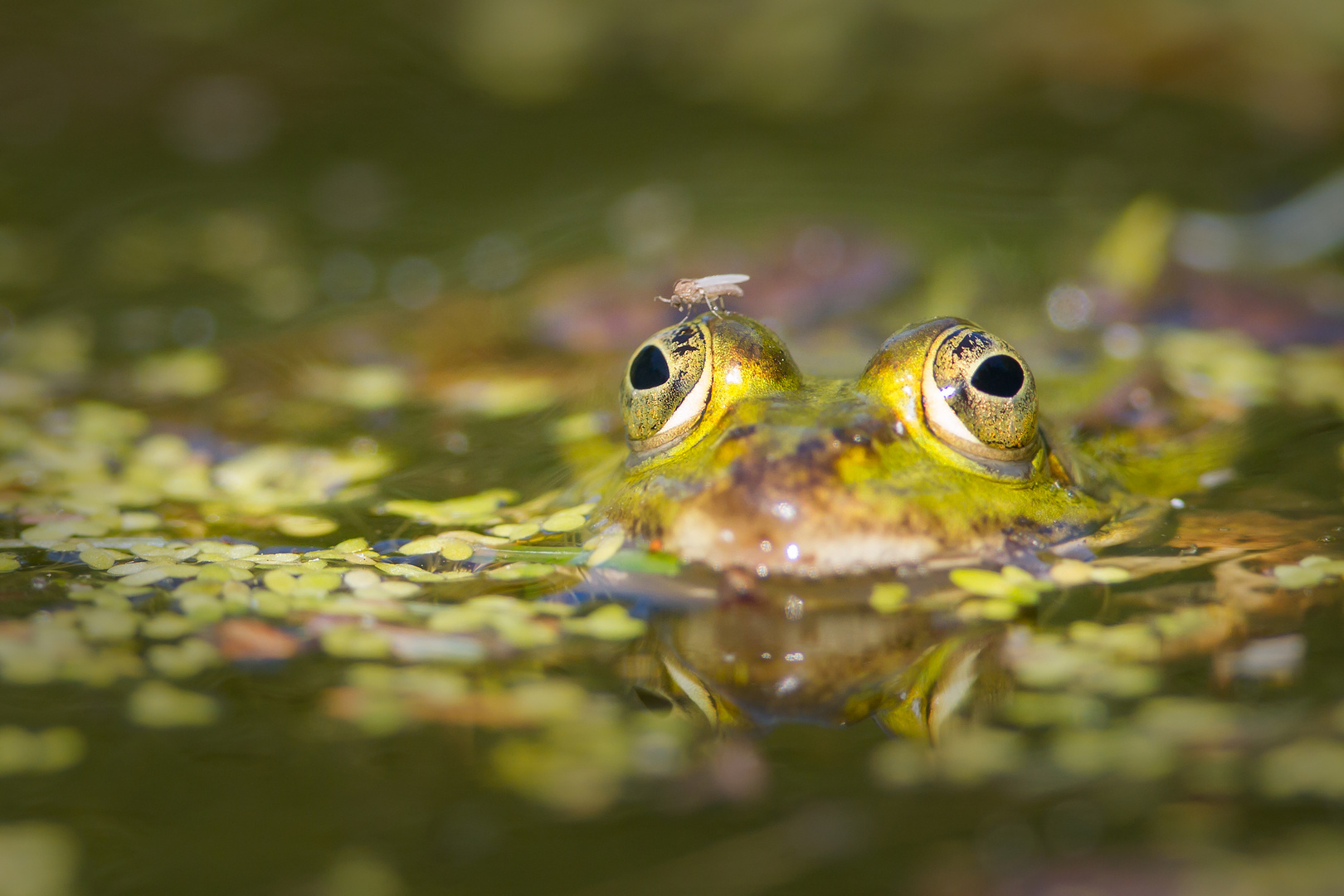 Mücke auf Frosch