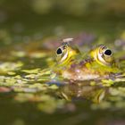 Mücke auf Frosch