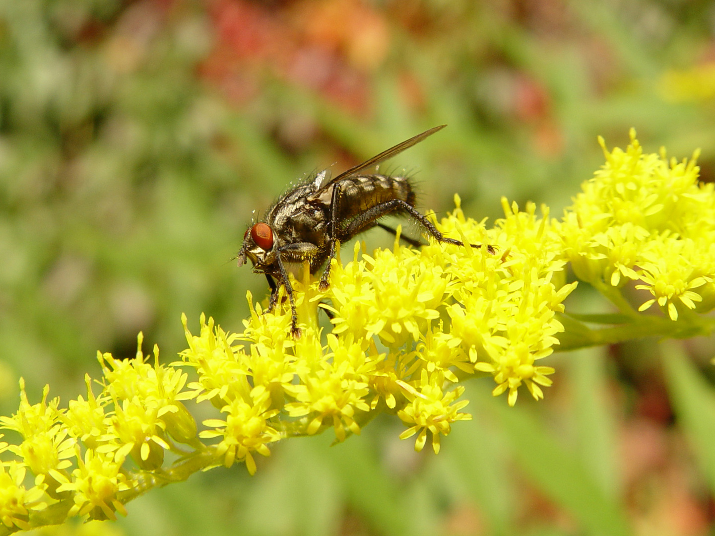 Mücke auf gelber Blüte