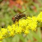 Mücke auf gelber Blüte